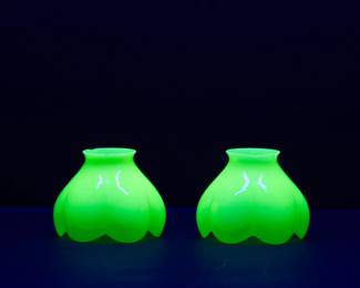 Seen under black light: Two uranium glass hand blown tulip flower form shades circa 1900