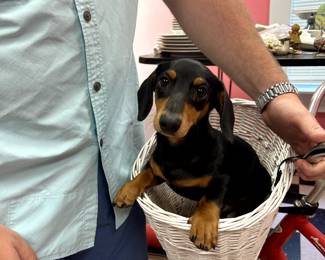 Puppy not for sale. Just a helper! 