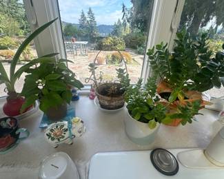 Indoor plants