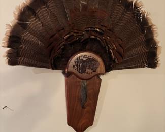 Mounted Turkey tail