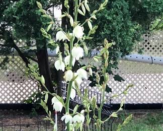 Yukka plant - must dig out - free.