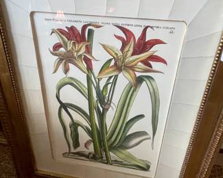 Framed botanical print 