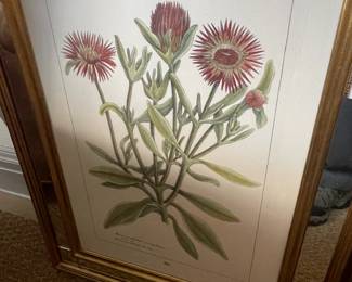 Mirror framed botanical print