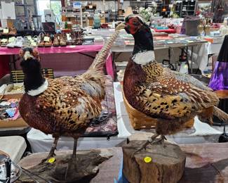 TAXIDERMY