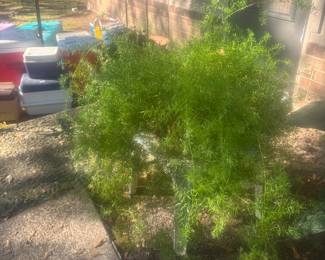 Live Plants for sale