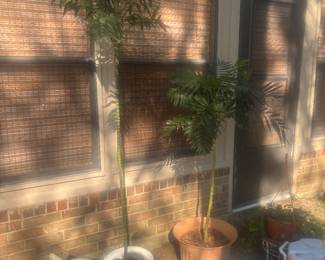 Live plants, coolers