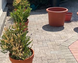 Potted plants