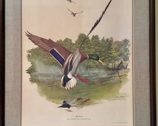 Matted and Framed Art - "Mallard, Anas Platyrhynchos Platyrhynchos" - Ray Harm