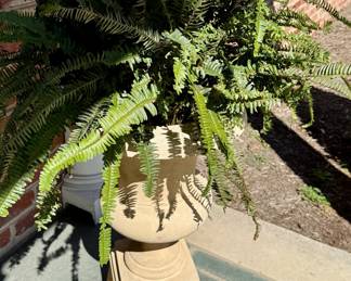 Urn and Fern 