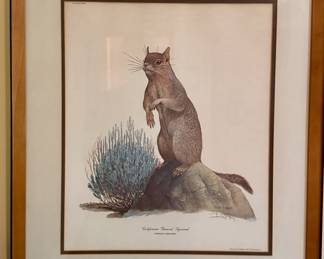 Matted and Framed Art - "California Ground Squirrel, Citellus Beecheyi" - Ray Harm 