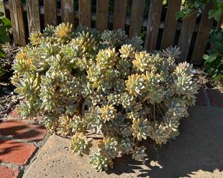 Potted Ghost Succulent