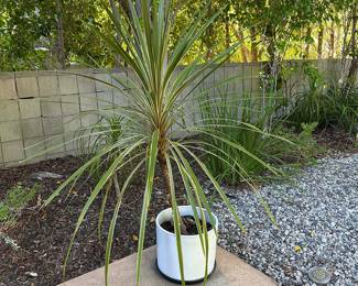 Potted Cabbage Tree , Cabbage Palm, Grass Palm, Cordyline Australis
