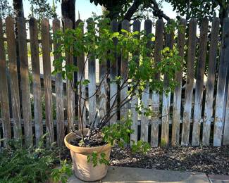 Potted Christmas Bush, Cassia, Money Bush 