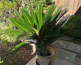 Potted Sago Palm Tree