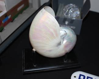 Nautilis Shell
