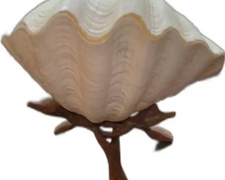 Giant Clam Shell on Driftwood Stand