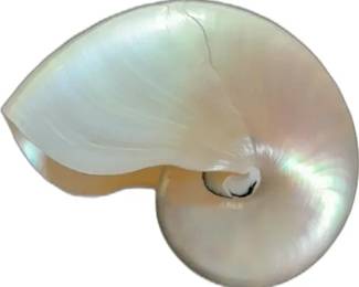 Pearlized Nautilus Shell


