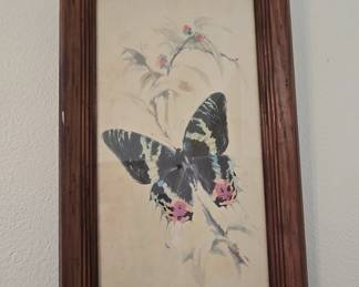 Butterfly Picture