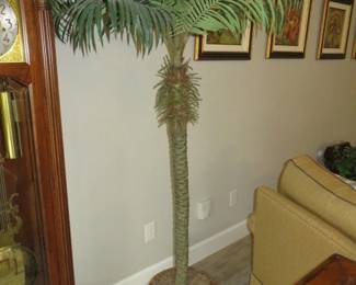 Large Silk Palm Tree
