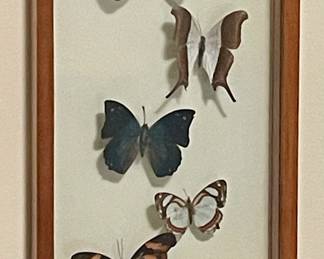 FRAMED BUTTERFLIES UNDER GLASS