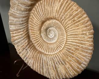 Giant real ammonite fossil