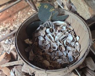 Seashells for crafting etc.