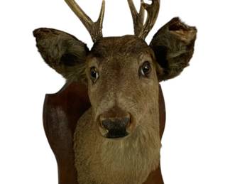 1989 - Vintage Deer Head, as is, 28 x 12 x 18
