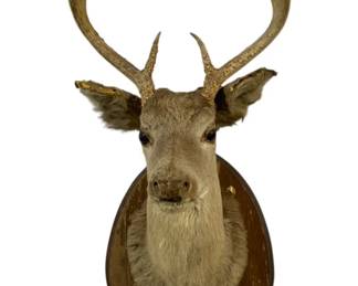 1990 - Vintage Deer Head 33 x 13 x 17
