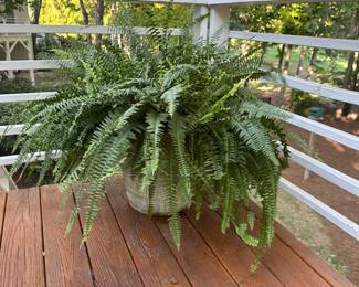 G16 - $60. Large Concrete Planter with fern. MUST take the dirt with you and have 2 people to move off of the deck.