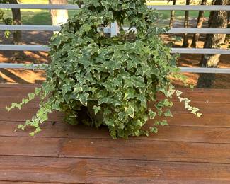 G14 - $60. Large Concrete Planter with ivy. MUST take the dirt with you and have 2 people to move off of the deck.