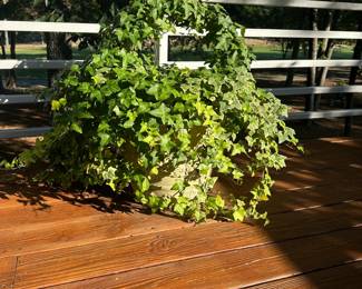 G14 - $60. Large Concrete Planter with ivy. MUST take the dirt with you and have 2 people to move off of the deck.