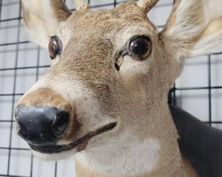 	Taxidermy Deer Head