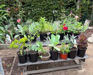 Many plants