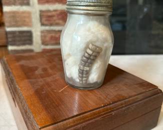 Rattlesnake Tail