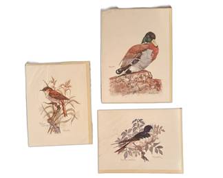Brant bird prints