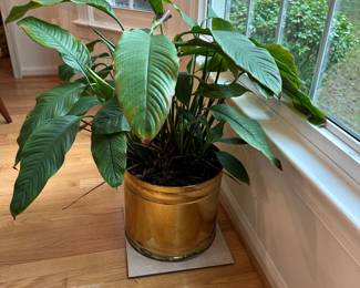 Peace Lily