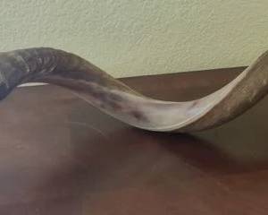 Kudu Horn
