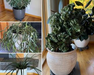 Healthy house plants