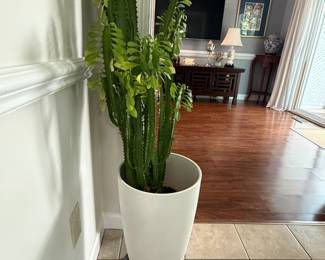Live Plants, Cacti
