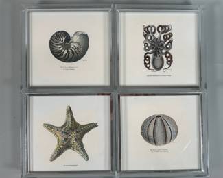Set Of Four Framed Seashell/Fish Metallic Prints In Acrylic Frame
