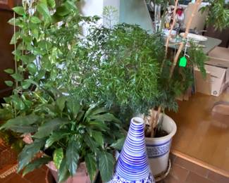 Plants throughout home