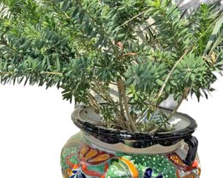 Live Shrub in Talavera Style Pot