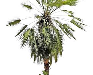 11 Ft. Live Palm Tree in Talavera Style Pot
