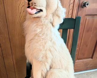 VTG EG Golden retriever