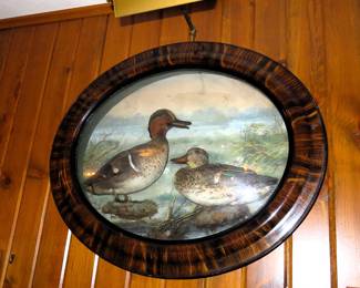 Antique framed duck taxidermy