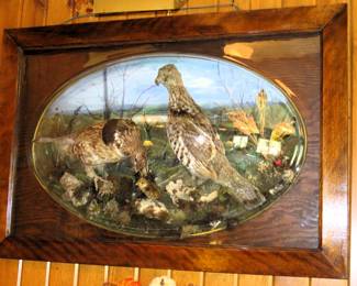 Antique framed grouse taxidermy