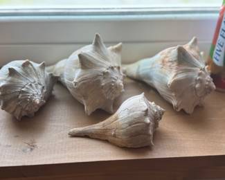 Sea Shells