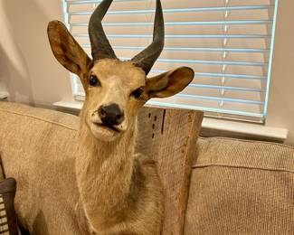Vintage African Antelope Taxidermy Mount
Mounted on rustic natural wood plaque, this striking antelope shoulder mount features graceful curved horns and natural coloring. A classic mid-century safari trophy piece, perfect for cabin, lodge, hunting den, or eclectic décor.
Approx. Dimensions: 28” H (including horns) x 15” W plaque
