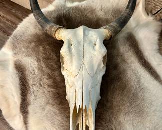 Authentic Cow Skull with Horns – Rustic Western Décor
Striking authentic cow skull with horns, naturally weathered and full of character. A bold statement piece perfect for cabin, lodge, or Western-inspired décor. Can be displayed flat, mounted on the wall, or used as a unique focal point in your home.

Approx. 20” horn span. Excellent display condition.