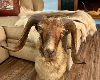 Vintage Ram Taxidermy Mount
Impressive full-curl ram shoulder mount with natural wool chest and striking curved horns. Mounted on a rustic wood plaque for easy display. A bold and rugged statement piece, perfect for cabin, lodge, hunting room, or western décor.
Approx. Dimensions: 30” H x 22” W horn span